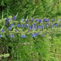 viper's bugloss (Echium vulgare) Kenneth Noble